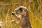 USA, Colorado, Arapaho National Wildlife Refuge. White-tailed prairie dog  eating grass. Art Print